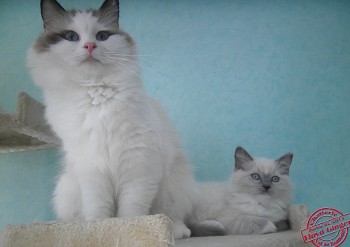 Ginger et son chaton Ibis - 8 semaines - Chatterie Ragdolls du Val de Beauvoir